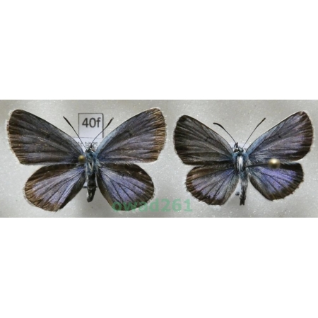 Plebejus argus (Linnaeus, 1758) 2xmale Poland40f